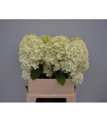 Hortensia Limelight 80cm