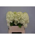 Hortensia Limelight 80cm