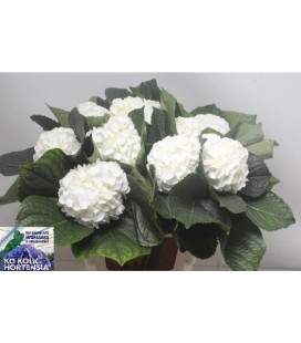 Hortensia Allure 60 cm
