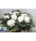 Hortensia Allure 50 cm