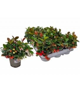 Gaulteria procumbens Ø 09