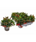 Gaulteria procumbens Ø 09