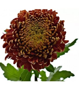 Chrysantheme G Hanenburg 80 cm