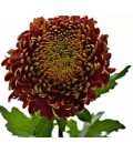 Chrysantheme G Hanenburg 80 cm