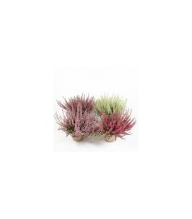 Calluna Garden gilrs Ø 12 mix