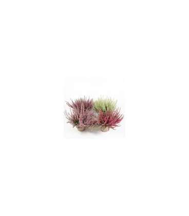 Calluna Garden gilrs Ø 10 mix