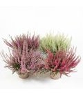 Calluna Garden gilrs Ø 10 mix