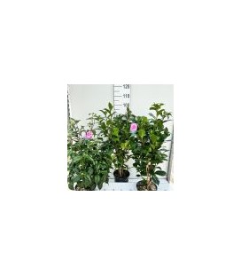 Camelia Jap Ø 22 H100