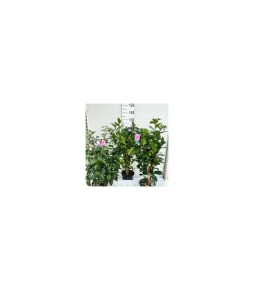 Camelia Jap Ø 21 H100