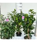 Camelia Jap Ø 22 H100