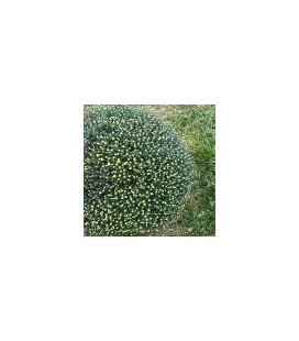 Chrysantheme Carnaval Ø33 JUMBO