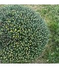 Chrysantheme Carnaval Ø19 FR
