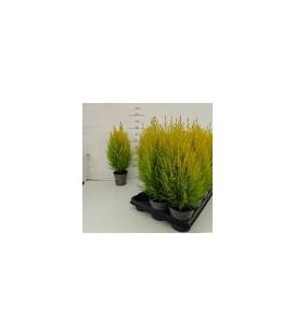 Goldcrest Wilma pot de 11