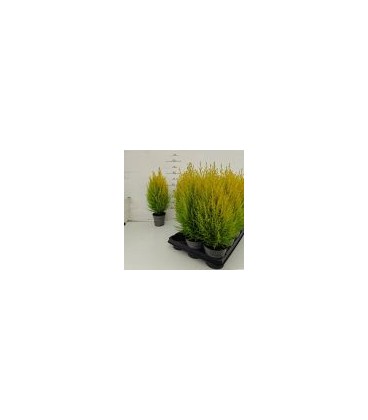 Gold crest pot de 11