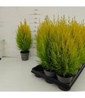 Goldcrest Wilma pot de 11