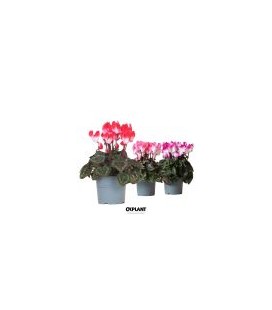 Cyclamen Indiaka Ø 12