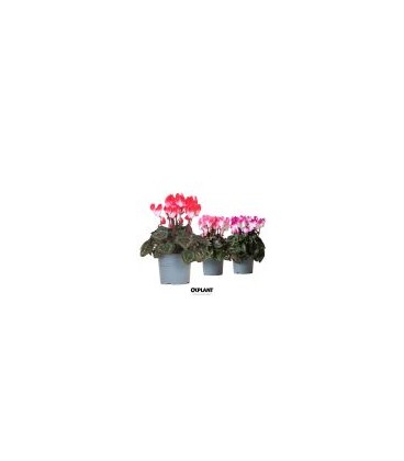 Cyclamen Indiaka Ø 12