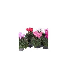 Cyclamen mini Sup allu pot 12