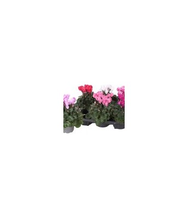 Cyclamen mini Sup allu pot 11