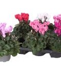 Cyclamen mini Sup allu pot 12