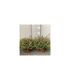 Bruyere erica darlyensis Tryo Ø 15