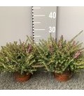Bruyere erica darlyensis Tryo Ø 15
