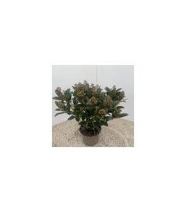 Skimmia rub  Ø 17