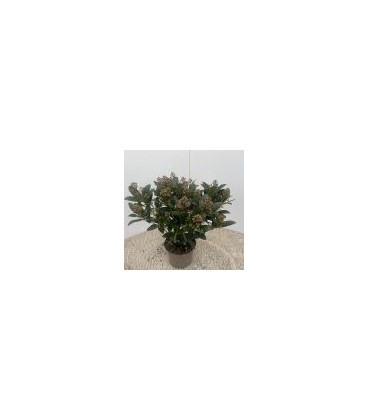 Skimmia rub 20/+ fl Ø 17