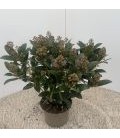 Skimmia rub 20/+ fl Ø 17