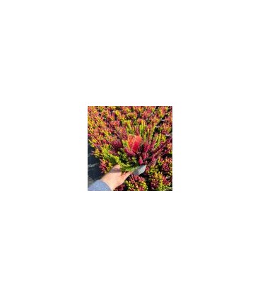 Calluna Rouge Ø 17