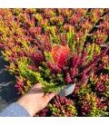 Calluna Rouge Ø 17