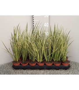 Acorus variegata Ø 09