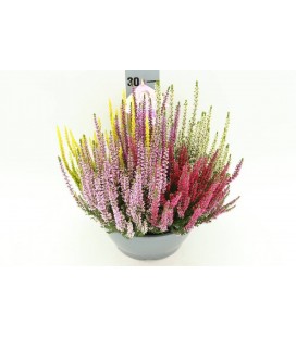 Calluna coupe 23 cm High five