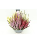 Calluna coupe 23 cm High five