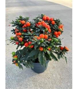 Solanum Supreme Ø 17