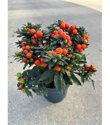 Solanum Supreme Megaball Pot de 17 