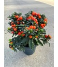 Solanum Supreme Megaball Pot de 17 