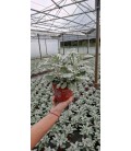 Cineraire Maritime 3 ppp pot 13
