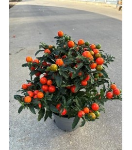 Solanum thorino pot de 13