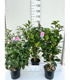 Camelia Jap Ø 22 H100