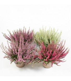 Calluna Garden gilrs Ø 12 mix