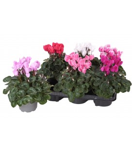 Cyclamen mini Sup allu pot 12