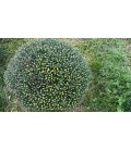 Chrysantheme Carnaval Ø33 JUMBO