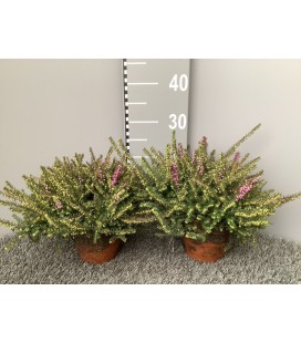 Bruyere erica darlyensis Tryo Ø 15
