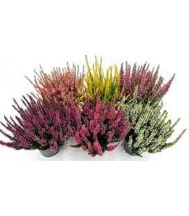 Calluna  Ø 10  Rouge et Blanc