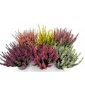 Calluna  Ø 10  Rouge et Blanc