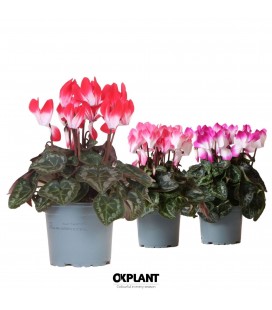 Cyclamen Indiaka Ø 12