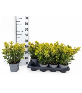 Fusain Siebe Pot de 13