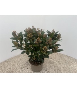 Skimmia rubella pot de 17 + 20 fl