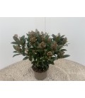 Skimmia rubella pot de 17 + 20 fl